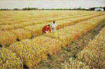 An extremely important part of the Wheat Quality Council effort is represented by our uniform grow out program.